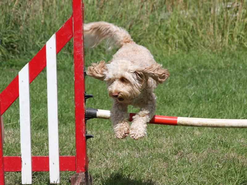 Dog Agility in Leicester Paws On