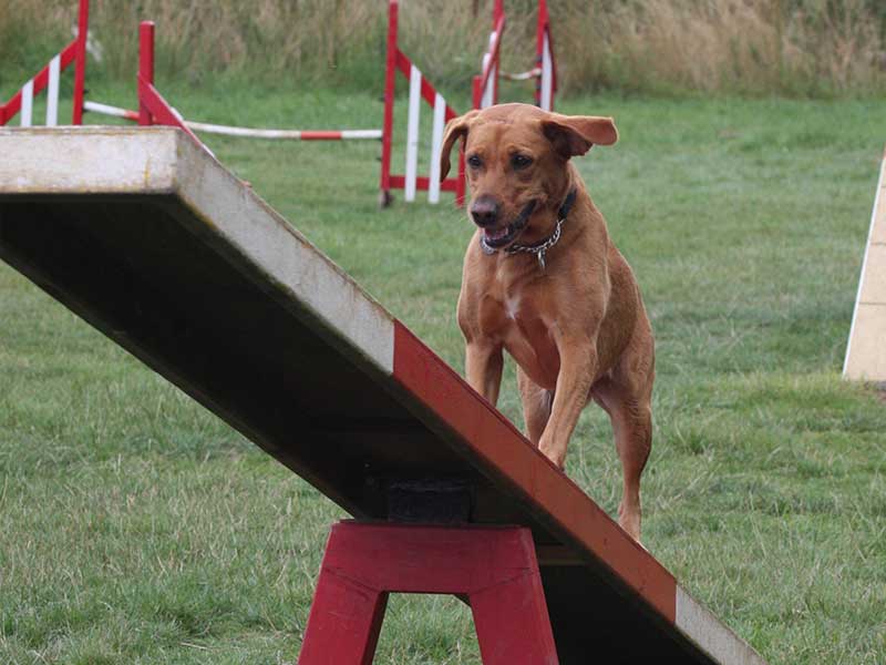 Dog Agility in Leicester Paws On