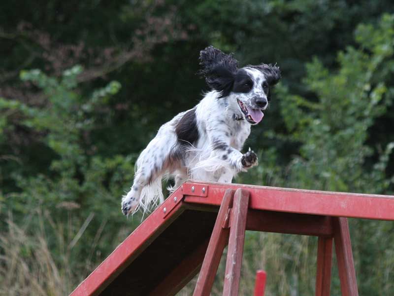 Dog agility