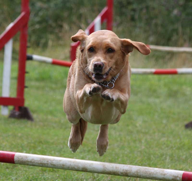 Dog Agility Jump